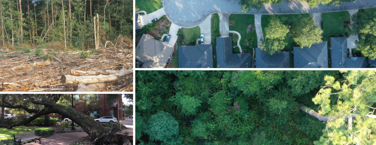 2024 State of the Trees